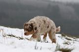 BERGER AUSTRALIEN PUPPIES 455
